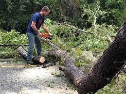 Best Emergency Tree Removal  in Magnolia, NJ