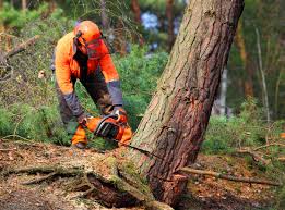 Best Pest Control for Lawns  in Magnolia, NJ