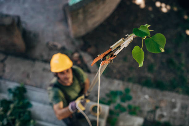 Mulching Services in Magnolia, NJ