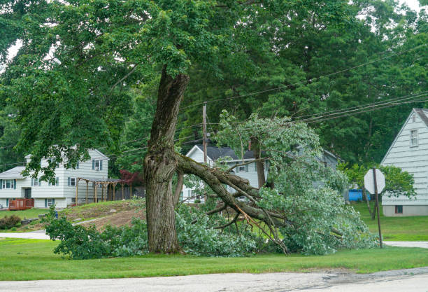 Best Lawn Drainage Solutions  in Magnolia, NJ