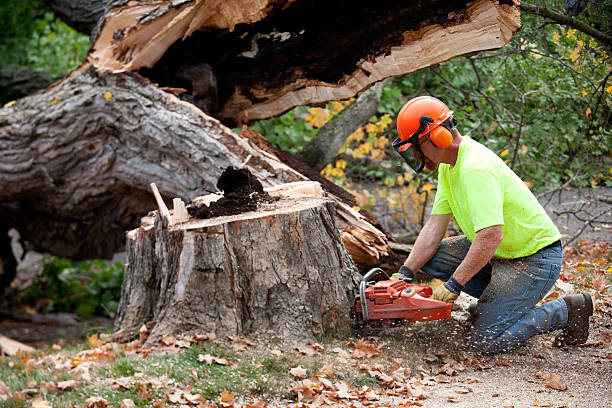 Best Tree Mulching  in Magnolia, NJ