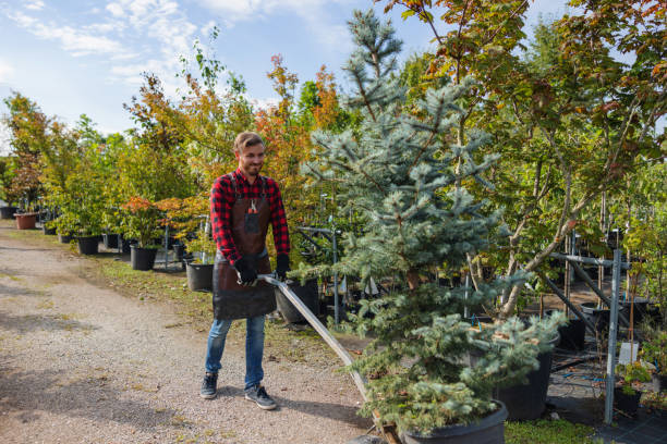How Our Tree Care Process Works  in  Magnolia, NJ